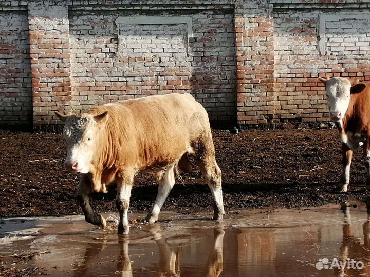 Продаю бычков сементалы.75 за одного в круг