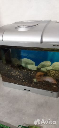Аквариум рыбками