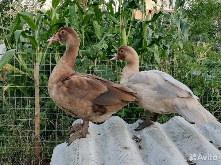 Мускусные утки тяжелые линии