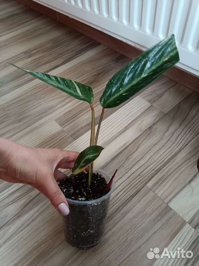 Марантовые и кемпферии от 17.07