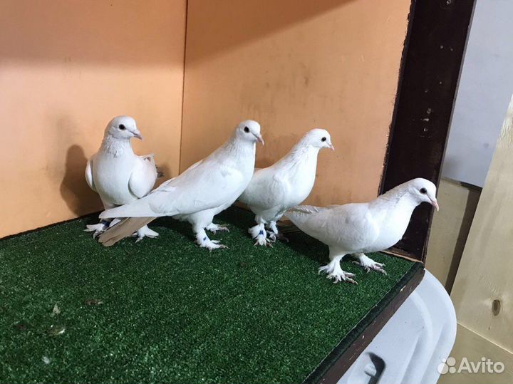 Краснодарские бойные голуби