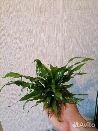 Папоротник таиландский (Microsorum pteropus)