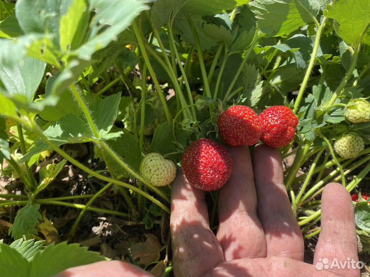 Саженцы клубники сорта Черный принц