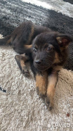 Немецкая овчарка