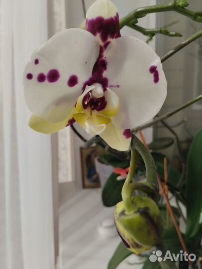 Орхидея