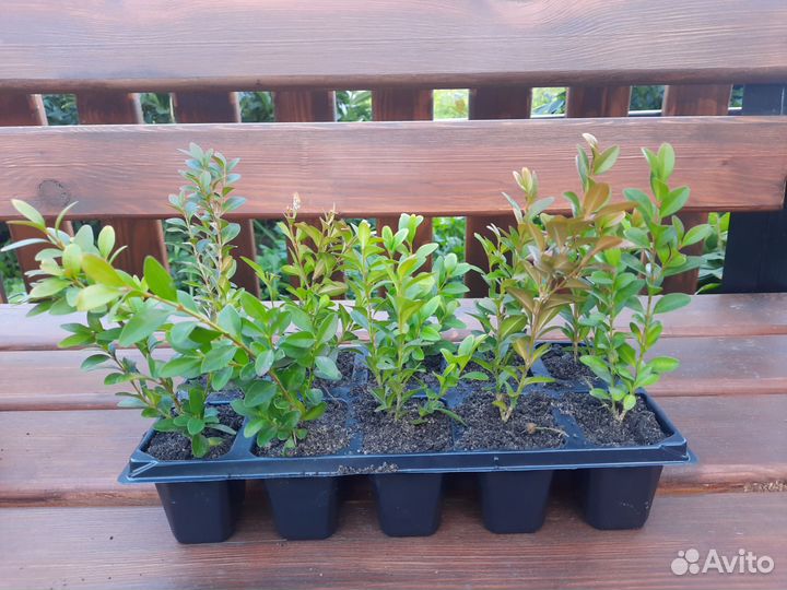 Саженцы самшита (буксуса)