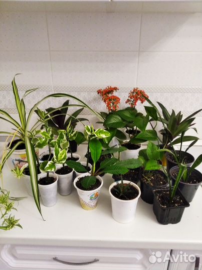 Комнатные растения