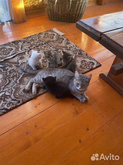 Котятки 1,5 мес