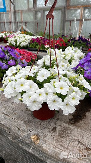 Петуния ампельная