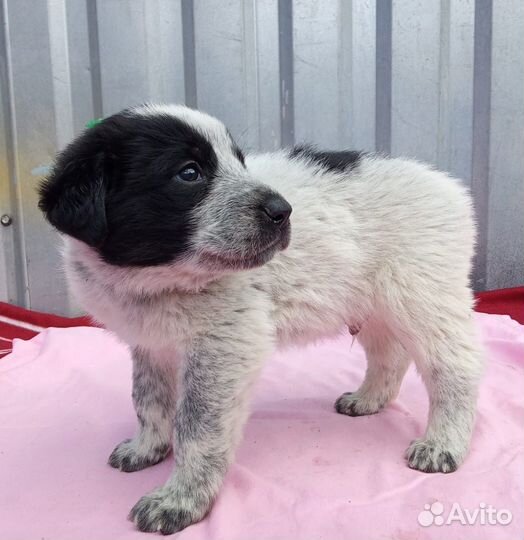 Щенки 1 месяц в добрые руки