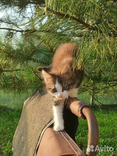 Котик в дар