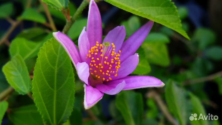 Экзотические комнатные растения