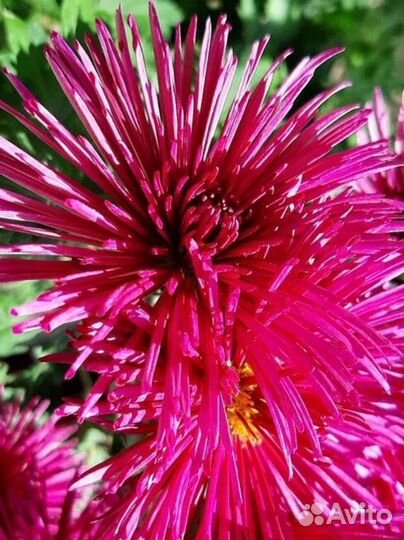 Хризантема