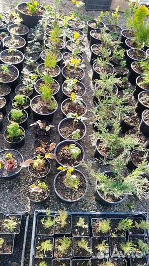 Магония падуболистная