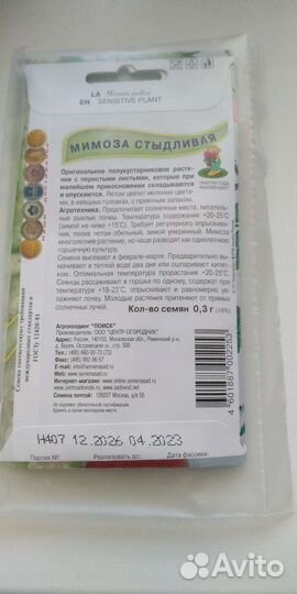 Мимоза Стыдливая