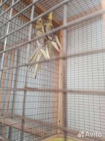 Попугай карелла