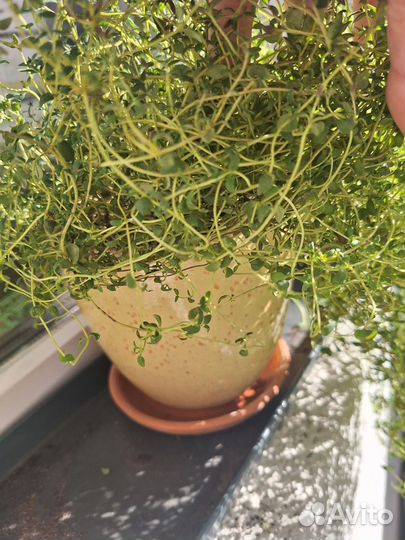 Тимьян в горшке