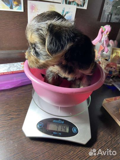 Йоркширский терьер щенки девочки