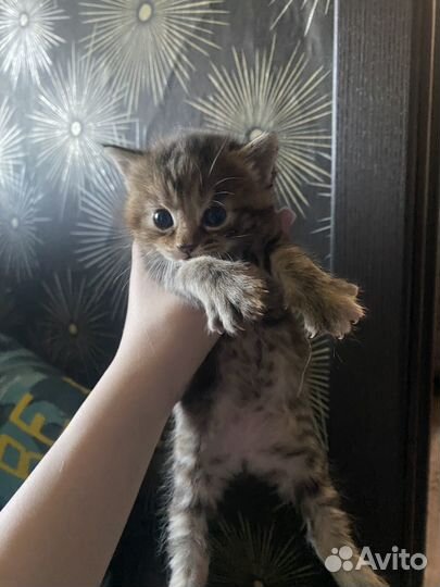 Котята в добрые руки.папа чистый мейн-кун