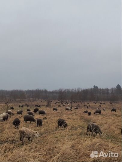 Мясо баранина