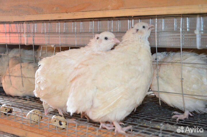 Перепела несушки