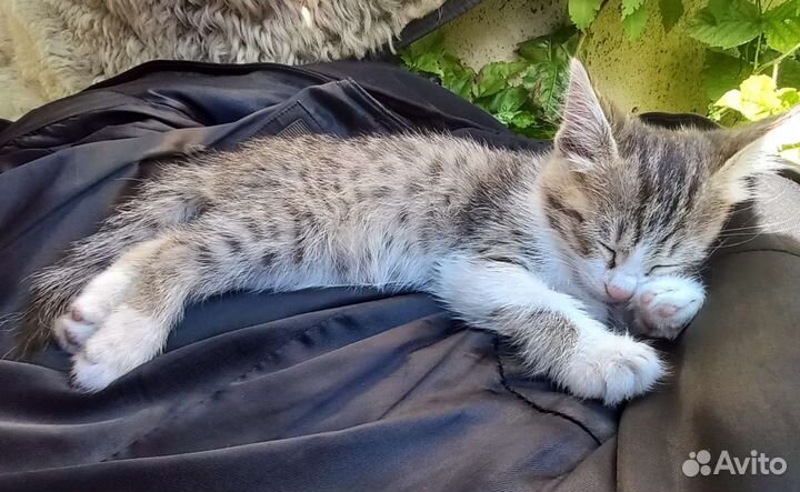 Котёнок в дар