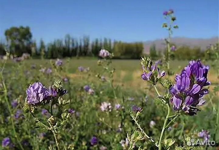 Продам семена люцерны сорта,Вега