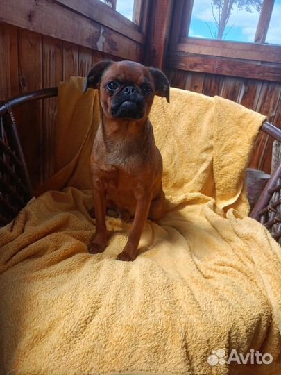 Пти-брабансон вязка