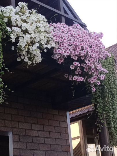 Петуния Опера, Райсбери, Лилак, Лавандер, Вайт