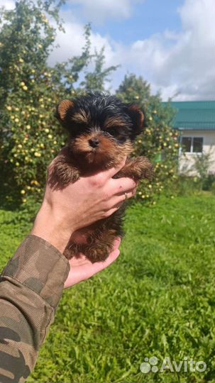 Йоркширский терьер