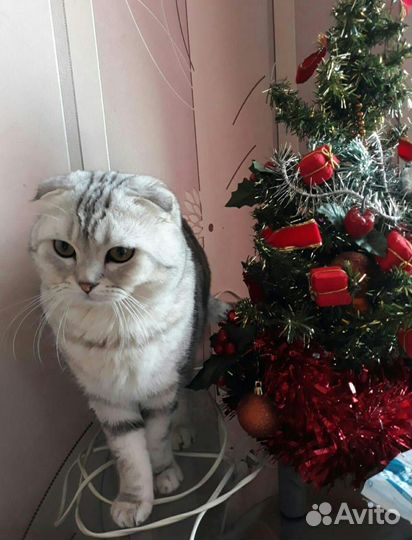 Веслоухий шотландский скоттиш-фолд на вязку