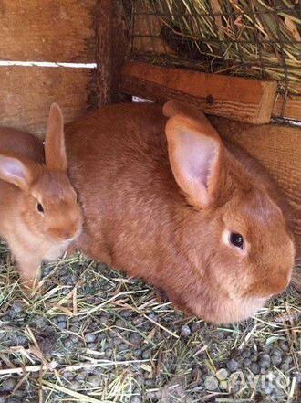 Кролики