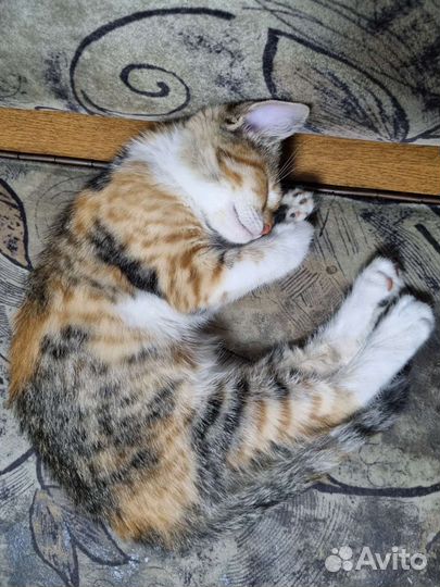 Трехцветная кошечка