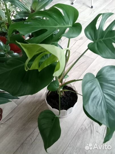 Комнатные цветы