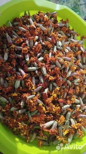 Бархатцы-чернобривцы