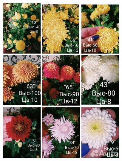 Черенки хризантемы