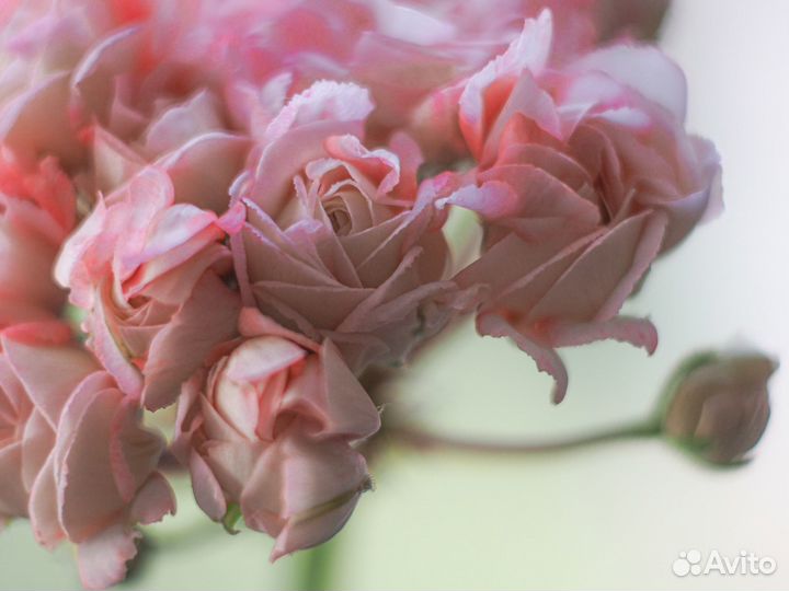 Пеларгония Fischers Appleblossom