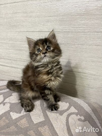 Мейн-кун кошка