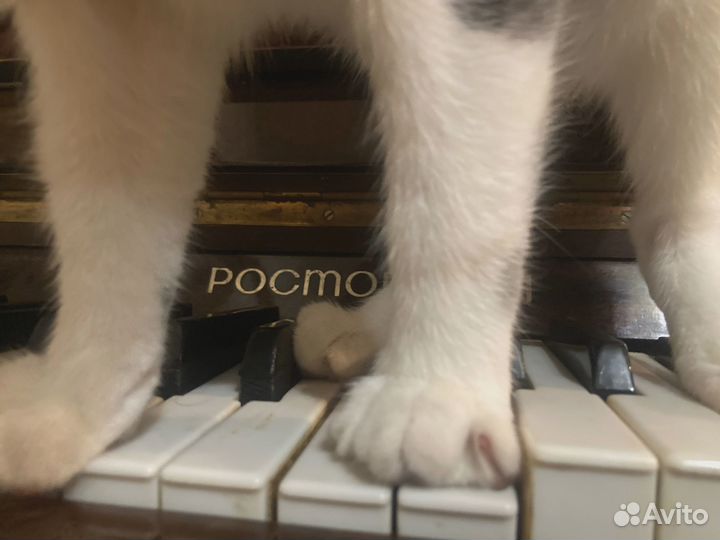 Кот продаёт пианино
