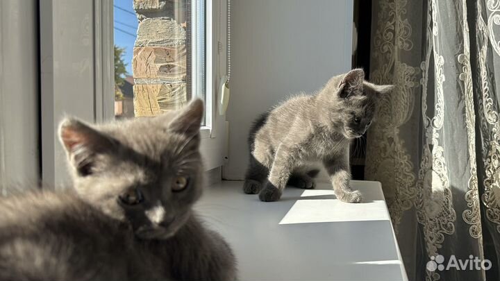 Британские котята