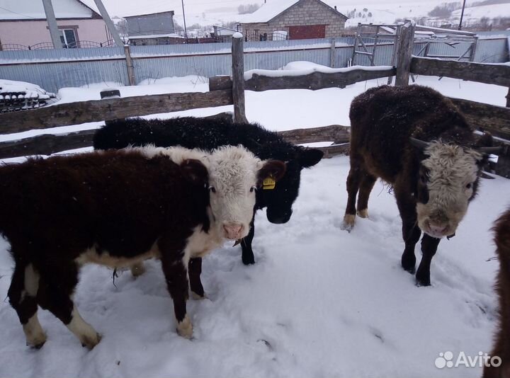 Быки живым весом