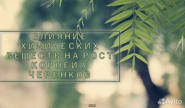 Школьные презентации