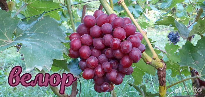 Каталог черенков винограда