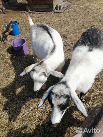 Молоко козье