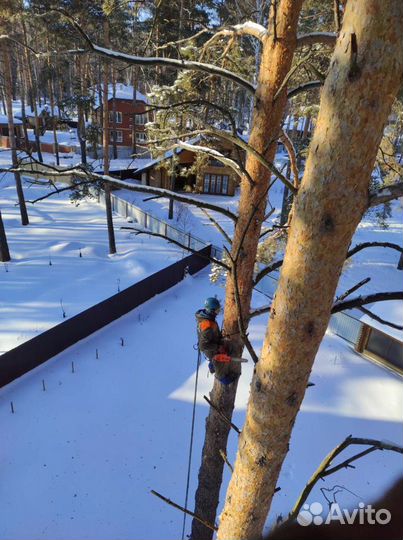 Спил деревьев