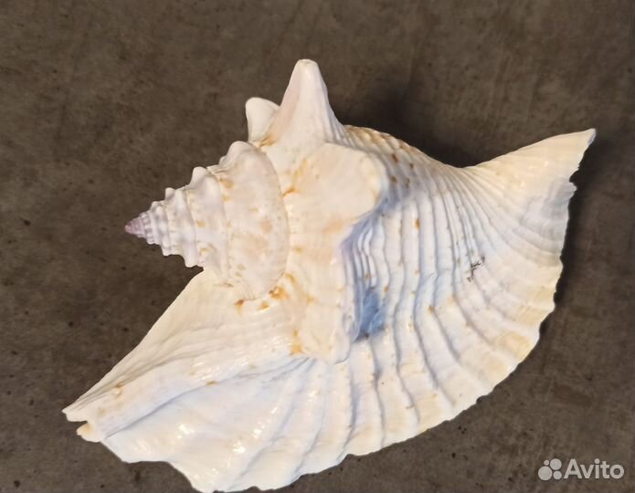 Морские ракушки раковины звезда