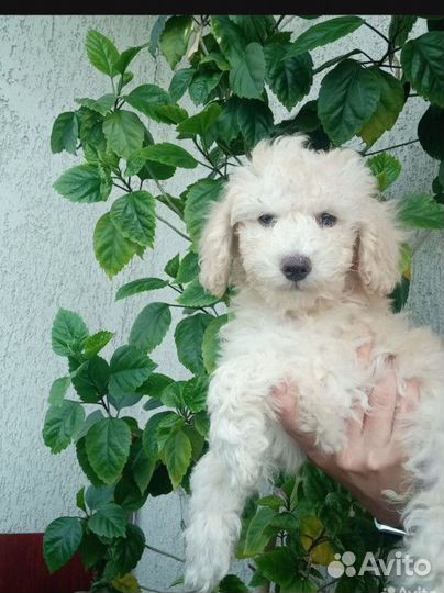 Средний малый пудель щенки