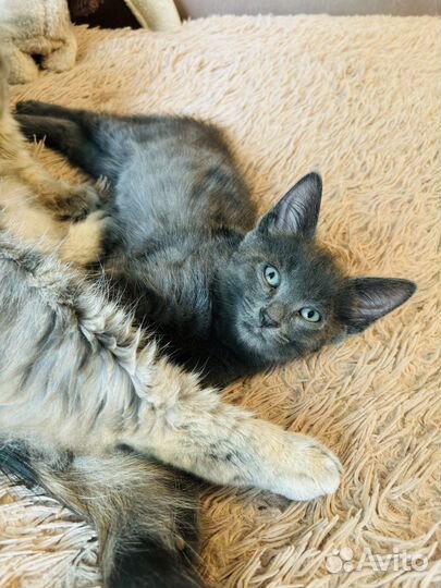 Котенок