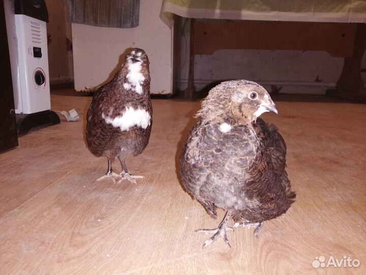 Яицо, тушки перепелов
