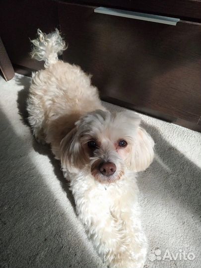 Передержка собак маленьких/средних и грызунов